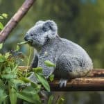 ซื้อบัตรเข้าชม Lone Pine Koala Sanctuary